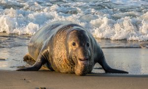 Deep diving with elephant seals offers unique insights into human health