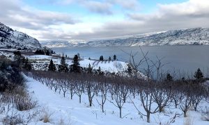 Cherry trees protect buds from freezing by supercooling, but how?