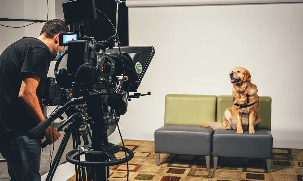 A golden retriever sits on a couch while being filmed by a camera operator.