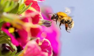 The math behind bees, blooms and better harvests